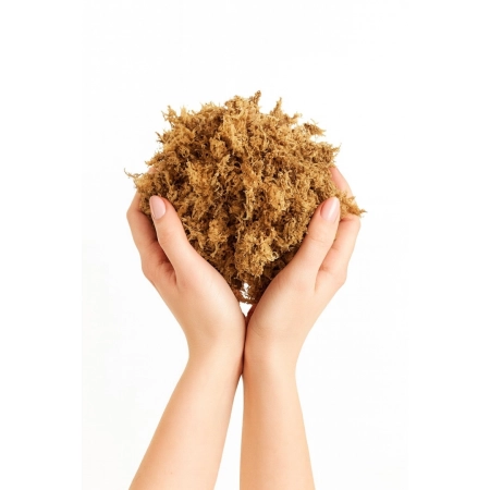 Sphagnum moss - Mech torfowiec 50g / 2000ml